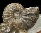 Iridescent Hoploscaphites Ammonite - South Dakota #44023-2